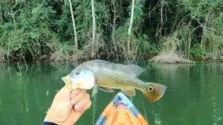 Dia de muitos peixes em Nazaré Paulista, tomara que não matem tudo que assim logo estarão grandes