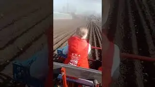 Картофелесажалка для молодого картофеля