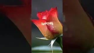 پہلے تو صبر کر اور پھر اپنے رب کی طبیعت دے #viral #duet #qurantranslation #islamicvideo