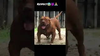 lion killer pittbull dog whatsapp /status/short