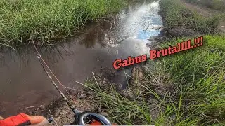 Ganas‼️ Parit Sawit Isinya Ikan Sadis Semua | Casting Gabus