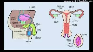 Become A Hermaphrodite / Intersex Subliminal