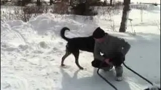 Adamın üzerine işiyen köpek!