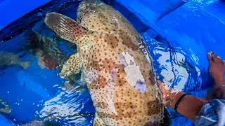 Part1 - Mga Sitwasyong Di Inaasahan Grabeng Mga Grouper To Huli Nila Disay