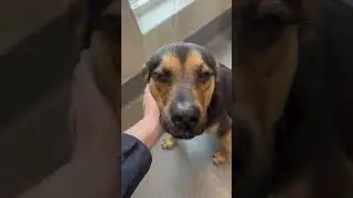 Pet of the Month - May 2024