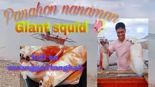 Panahon nanaman, giant squid/pusit 🦑huli sa saranggat/tangkab