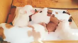 一窝可爱的小奶狗，只会嘤嘤叫，萌化了
