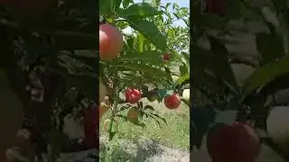 Боғҳои деҳаи Иттифоқ