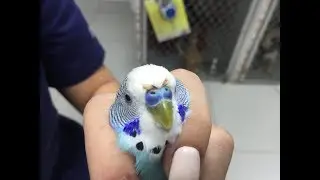 Попугая укусил кот. Лечение и последствия