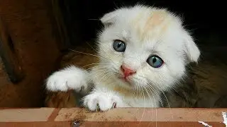 #1 Koshlandia, Siberian farm cats June 28, 2016 Солнышко с котятами Lula Лула