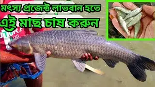 কার্প মাছ চাষে লাভে অবশ্যই বড় পোনা মজুদ করুন।কুমিল্লা ক্যান্টনমেন্টের ডেলিভারি হলো কার্প ও চিতল মাছ