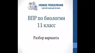 Биология. Разбор варианта ВПР по биологии 11 класс 2022