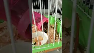 Хомка Обжорка #shorts