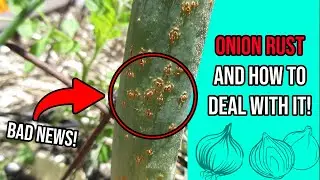 Onion Rust and How to Deal With It