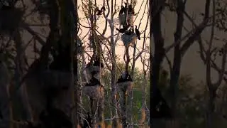 КОЛОНИЯ БОЛЬШИХ БАКЛАНОВ