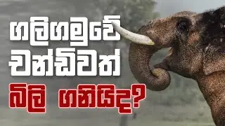 වාසි සොයන මිනිසුන්ගේ, හිත්පිත් නැති තීරණ ගලිගමුවේ චන්ඩිවත් බිලි ගනියිද?