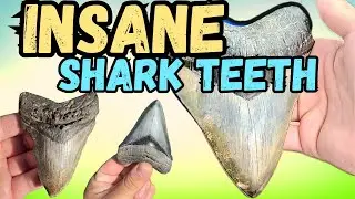 INSANE Megalodon Shark Tooth Discovery Compilation
