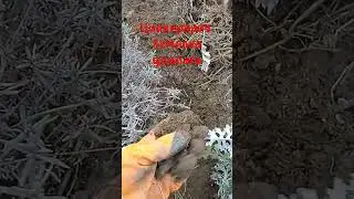 Пересадка циннерарии.