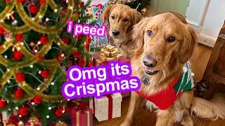 Celebrating My Dogs First Christmas! *ADORABLE* 😍