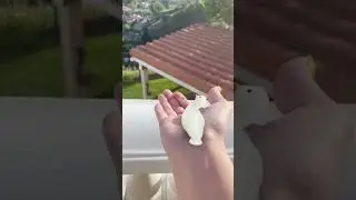 I GOT A BABY DUCK