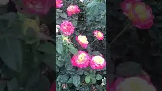 Ссылка на каталог в комментариях