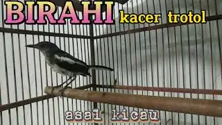 birahi kacer trotol gacor full// pas buat pancingan kacer trotol