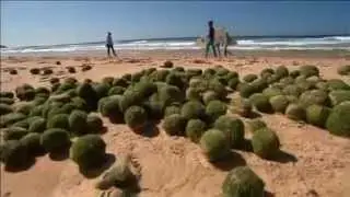 Mysterious green balls wash up on a Sydney beach
