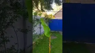 Банан