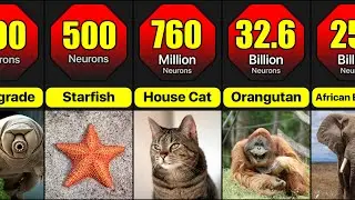 Animals With Most Neurons In Their Nervous System | Which Animal Has The Most Neurons?