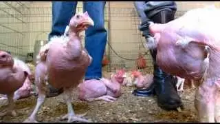 Animal Farm 1
