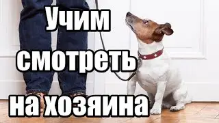 Учим собаку смотреть на хозяина. Как научить собаку выполнять команды.