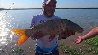 Дикий сазан