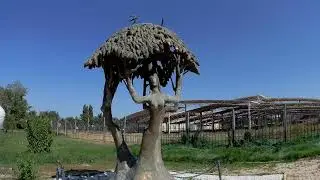 Три девушки Тараз 2020