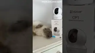 Yearly Meow Moments Captured by EZVIZ! 