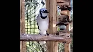 Cute Birds Being Cute