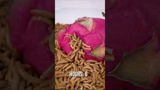 Easier to eat it from the inside - Dragon Fruit