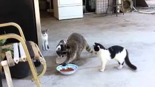 Our Cute Pets - Raccoon stealing food from the kittens