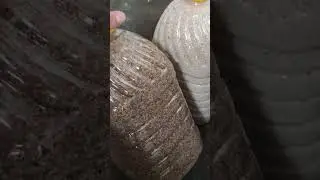 Корма для голубей 