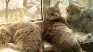 Мое слайд-шоу