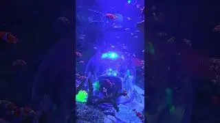 Tried to find Nemo, but there were so many.... #findingnemo #nature #sealifeminnesota