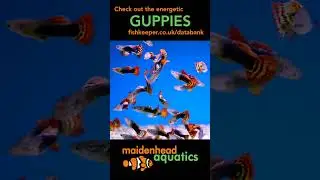 Guppies #guppy #aquatic #fishkeeping