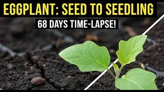 Grow Eggplant from Seed to Seedling in 68 Days | Transplanting & Cultivation Techniques | Time-Lapse