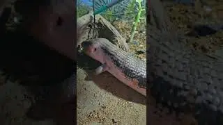 Do Le Cavallette a Tutti i Miei Animali