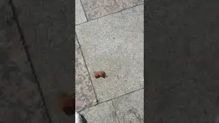 воробей ест повидло