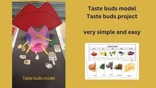 taste buds model/ taste buds project/ taste buds/sense organs model