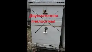 Двухматочная семья, конец эксперимента. Двухсемейное содержание пчел.