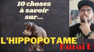 Les 10 choses à savoir sur... les Hippopotames  #Hippopotame #KuraiD #10chosesàsavoirsur... n°6