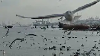 Микола Лисенко, вальс 