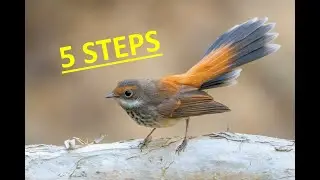 How to- Sneak up on Wild Birds (5 STEPS)