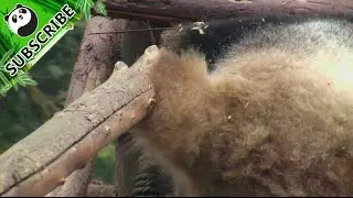 Panda's tail is a paint brush.